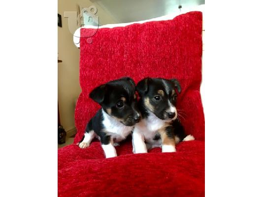 Εκπληκτικά κουτάβια Jack Russell